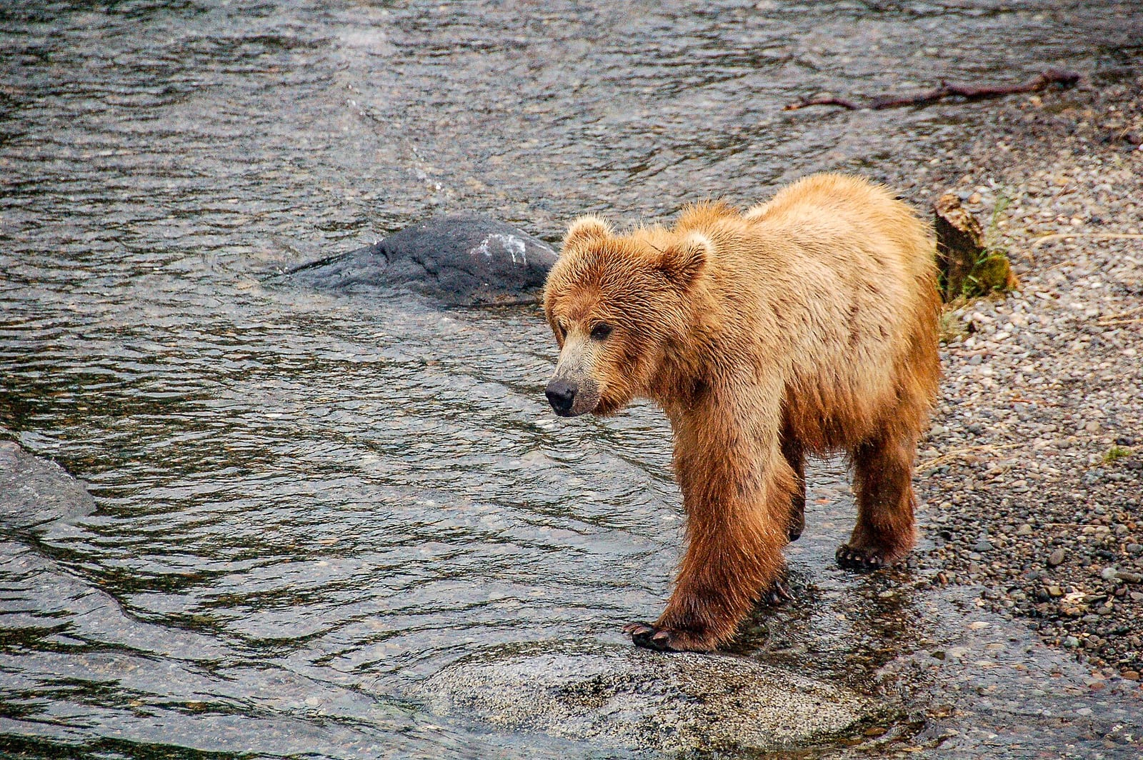 USA - Alaska - Katmai National Park - Brooks Falls