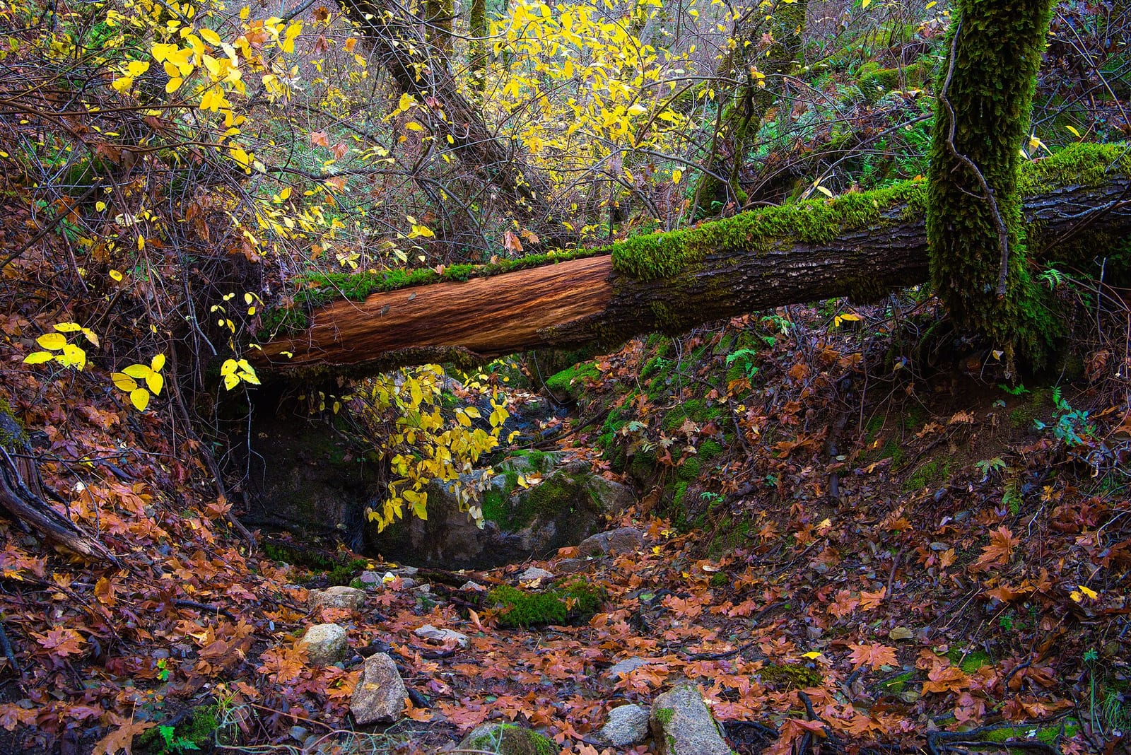 The South Yuba Wild &amp; Scenic River Recreation Area and National Trail is located approximately 10 miles northeast of Nevada City, California. The Recreation
