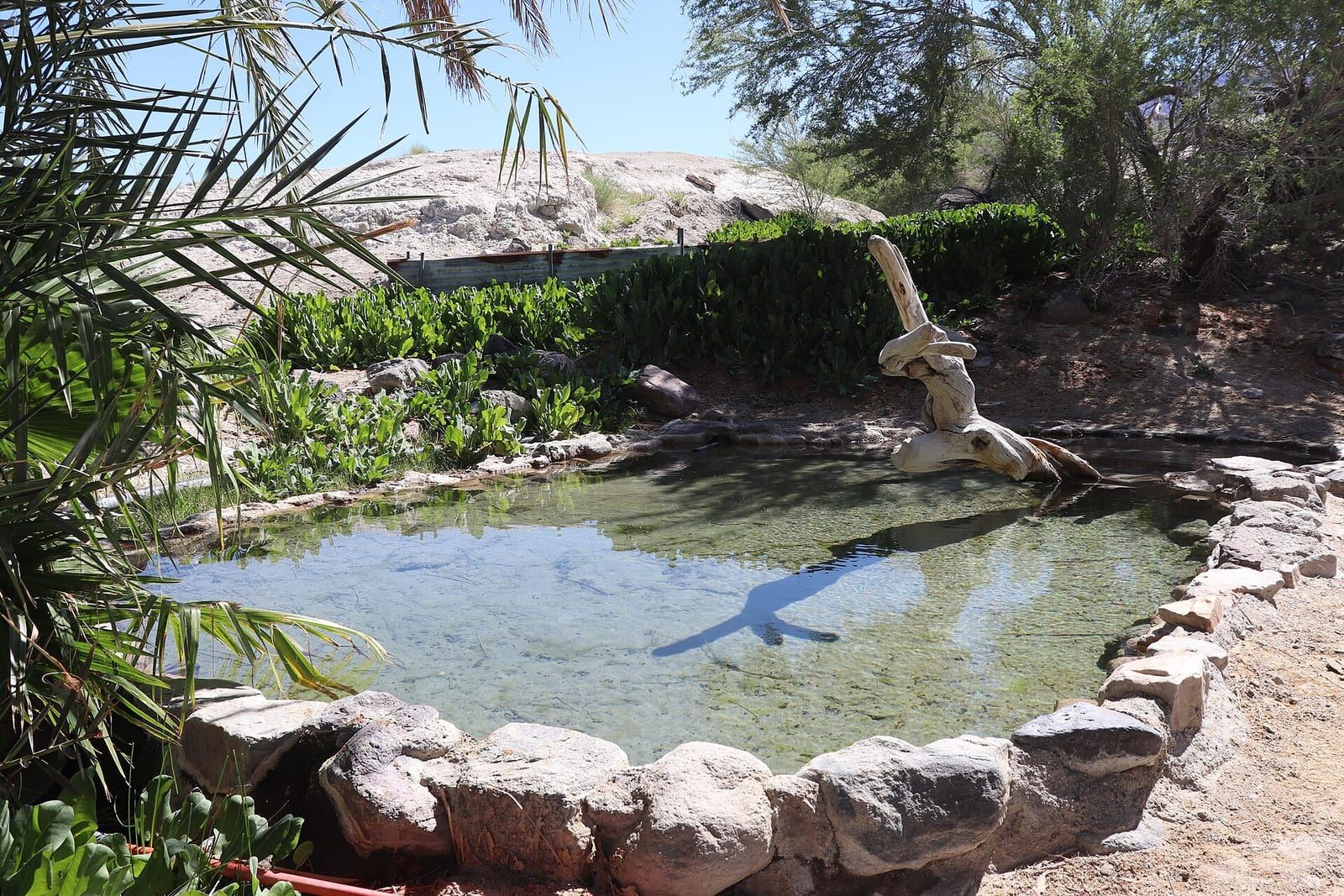 Lower Spring pools at Saline Valley Warm Springs, May 2020