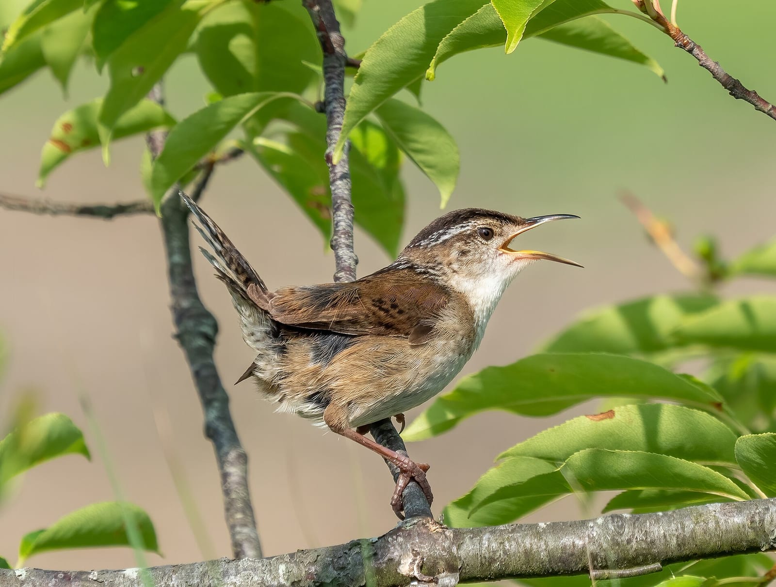 A male marsh wren ( Cistothorus palustris ) singing in Hammonasset Beach State Park in Connecticut, USA