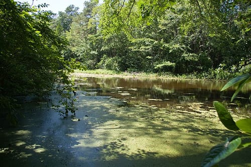 a pond at Trap Pond State Park