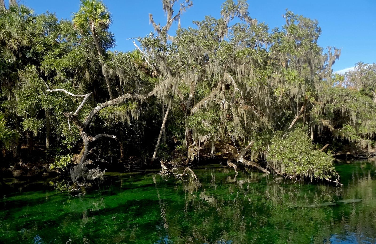 Blue Spring State Park, Florida