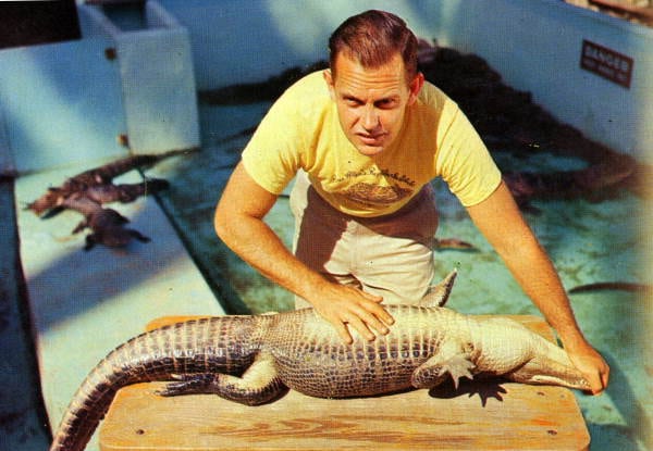 Persistent URL: http://floridamemory.com/items/show/241844 Local call number: PC07259 Title: Alligator being "put to sleep" at the Ross Allen Reptile Institute,
