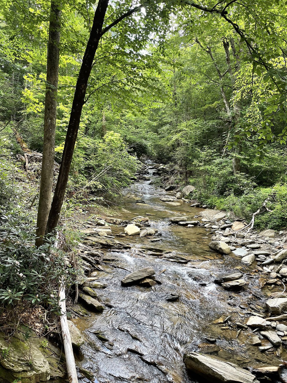 Lower Catawba Falls