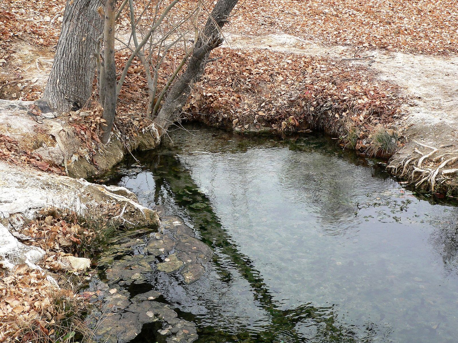 Spring-fed pool at Ash Springs, photographed in 2007, before the BLM closure