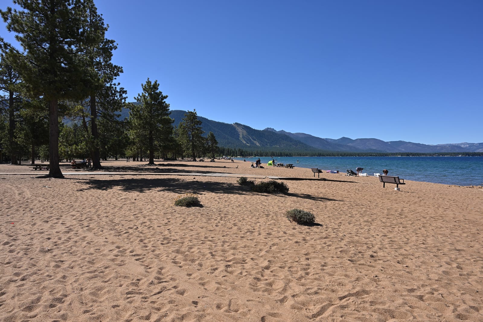 Pines along the back of the sand at Nevada Beach