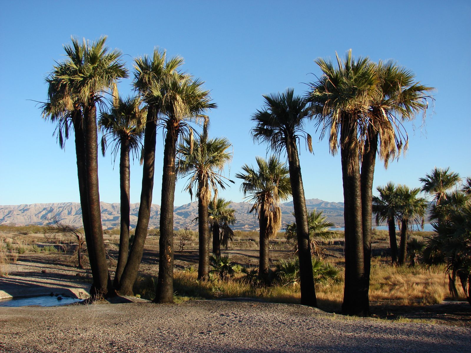 Fan palms beside the spring outflow at Rogers Spring off Northshore Road, December 2007