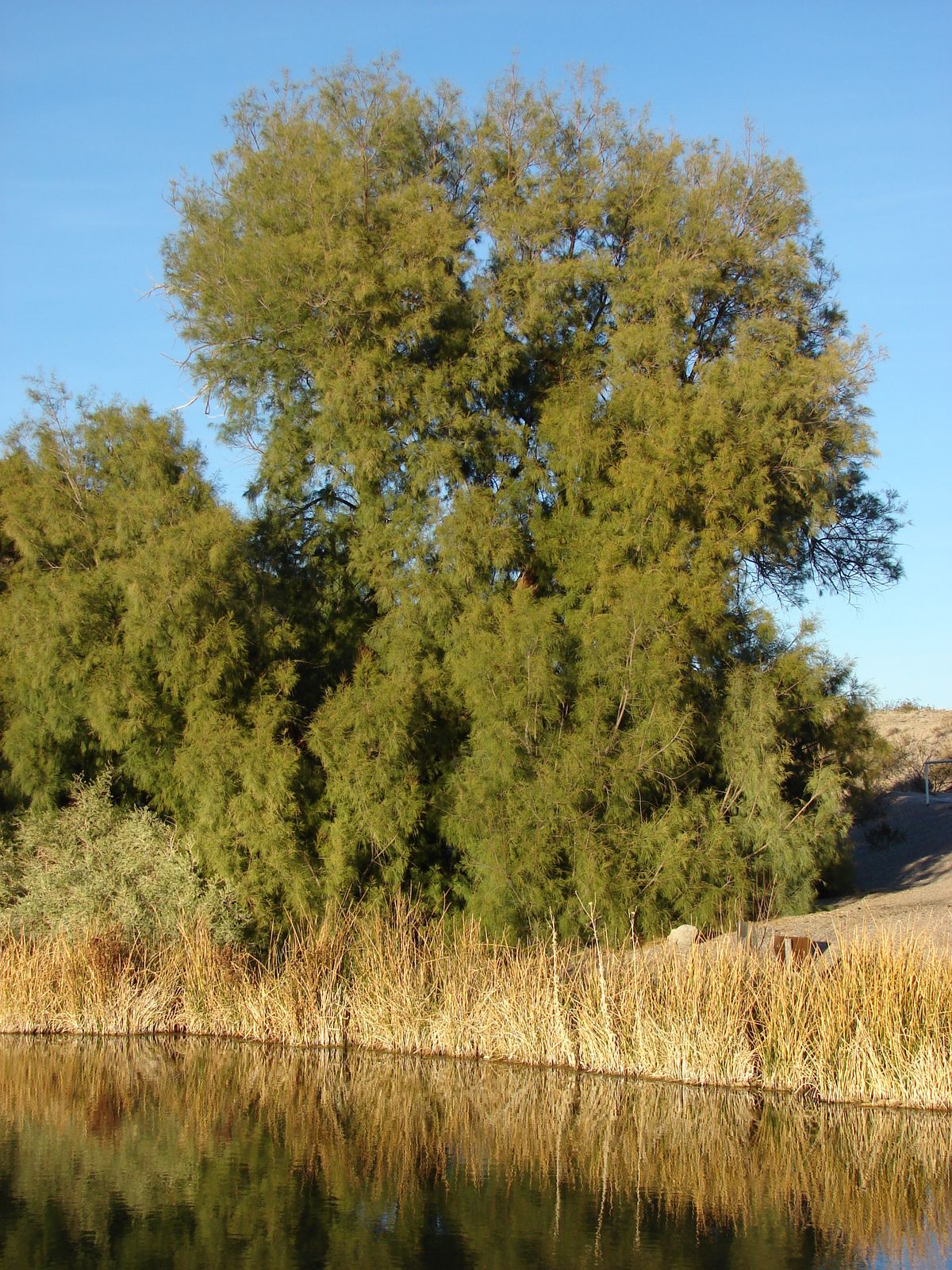Tamarisk and reeds above the spring pool at Rogers Spring, December 2007