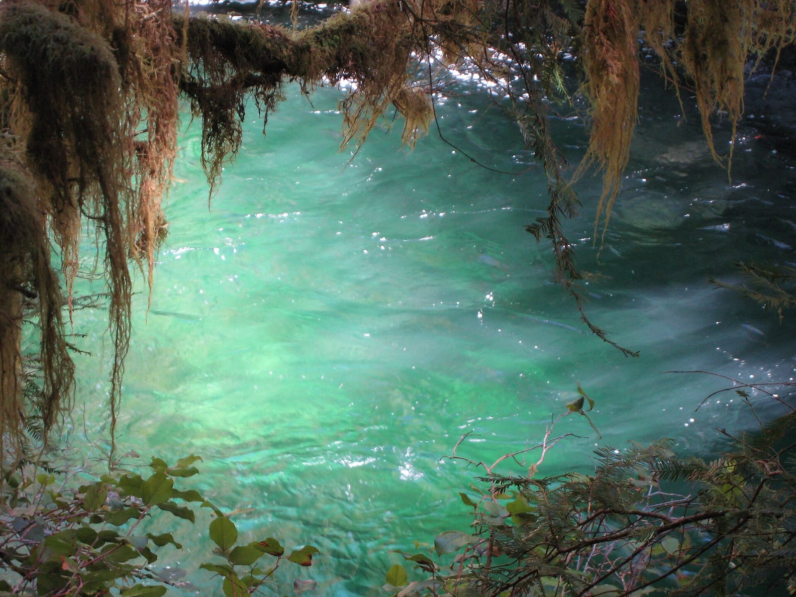 Opal Pool in the Opal Creek Wilderness, Oregon