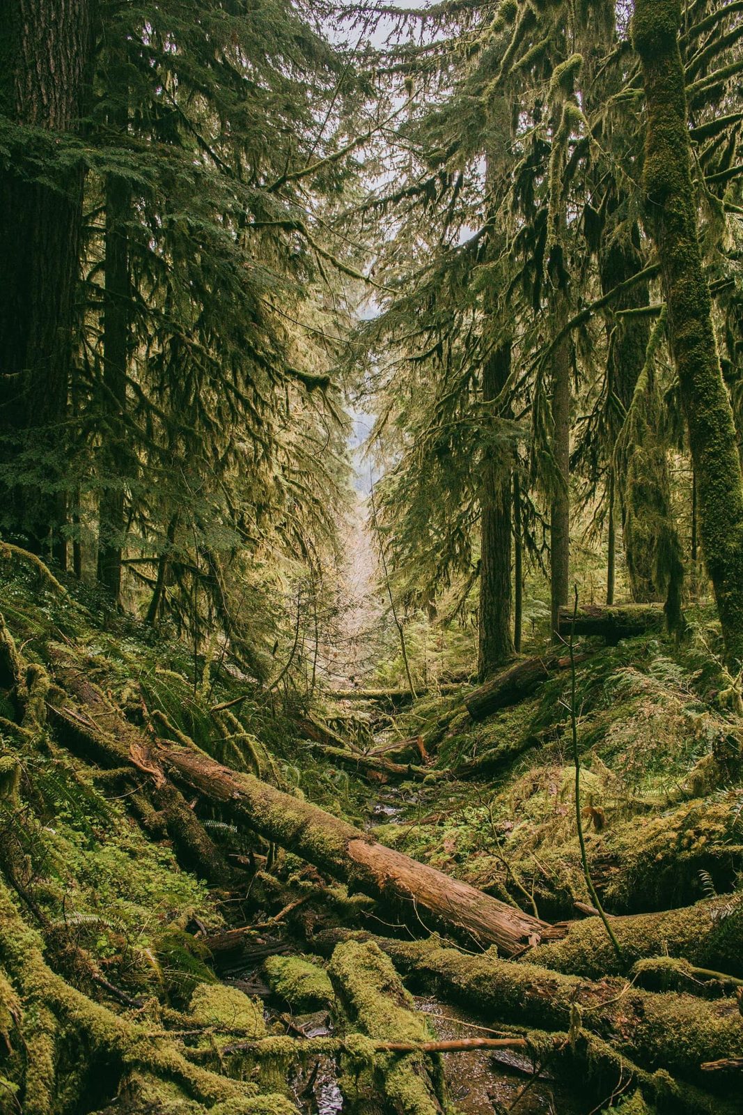 Terwilliger Hot Springs