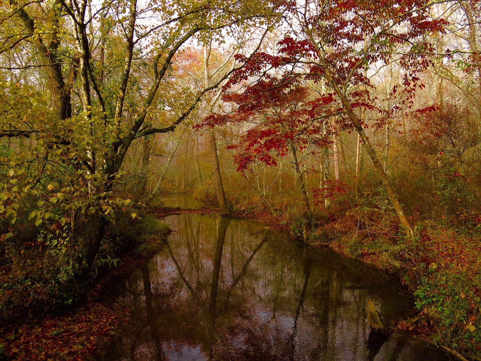 Abrams Creek, October 2013--Warren Bielenberg
