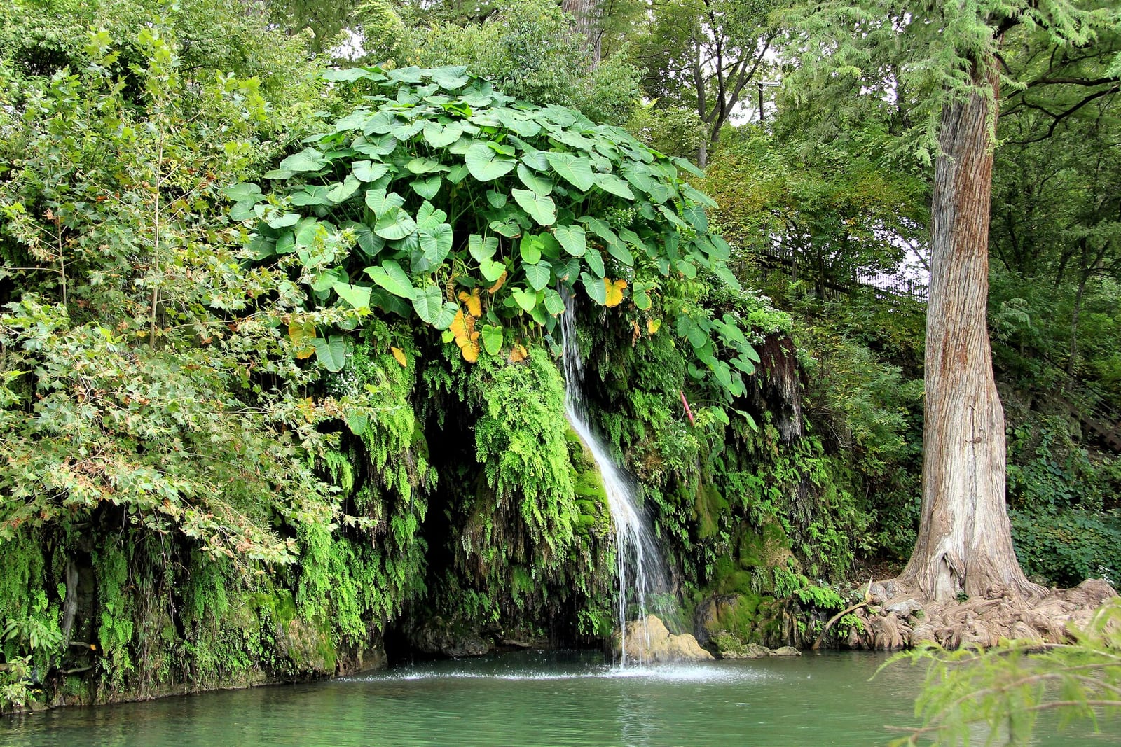Natural pool at Krause Springs near Spicewood, Texas