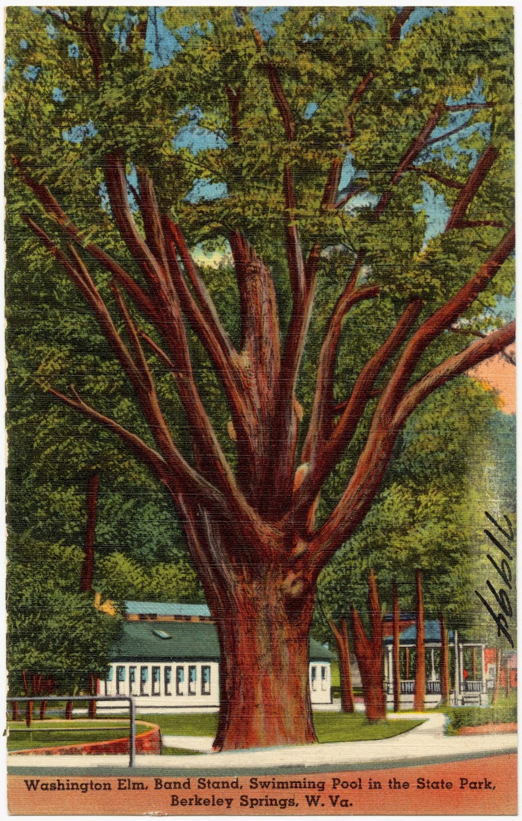Title: Washington Elm, band stand, swimming pool in the state park, Berkeley Springs, W. Va. Subjects: Parks Places: West Virginia &gt; Morgan (county) &gt; Ber