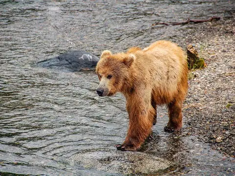 USA - Alaska - Katmai National Park - Brooks Falls