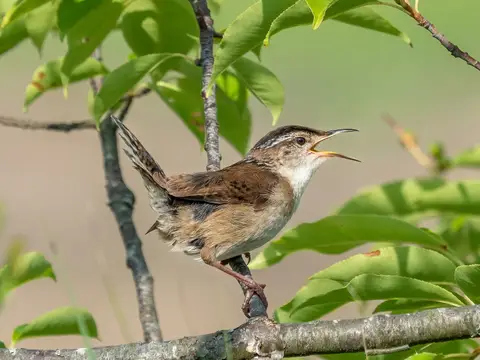 A male marsh wren ( Cistothorus palustris ) singing in Hammonasset Beach State Park in Connecticut, USA