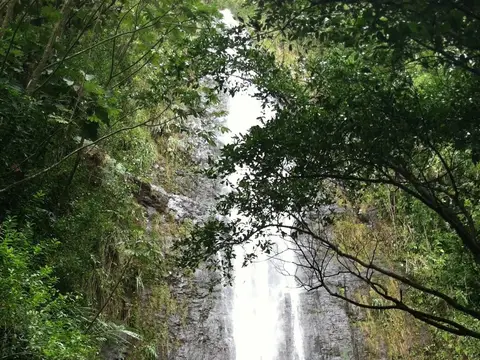 Manoa Falls, photo taken after heavy rain falls.