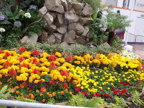 New Birmingham Floral Trail displays for 2011. Still a lot of the old ones from past years back in the City Centre. I found another one in Centenary Square. Thi