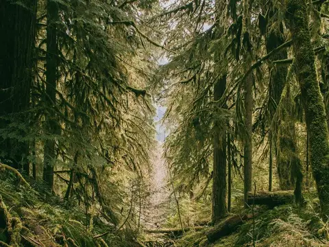 Terwilliger Hot Springs